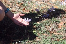 Калининград-Крым (Севастополь, Ласпи)