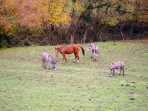 Понт-ан-Руайан и Шоранш.