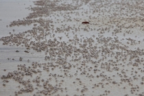 Ко Ронг Самлоем