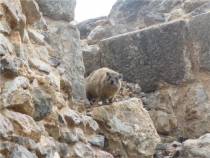 Иудея-Экспресс: автопробег с севера на юг + «пёхом» в Петру