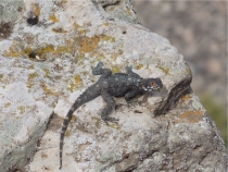 Иудея-Экспресс: автопробег с севера на юг + «пёхом» в Петру