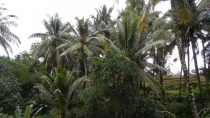 Бали,Гили,Ява 2012