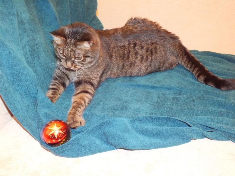 Поговорим о Кошках 18