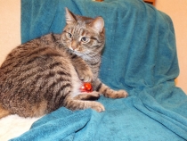 Поговорим о Кошках 18