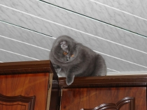 Поговорим о Кошках 18