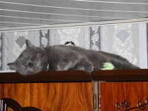 Поговорим о Кошках 18