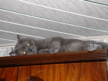 Поговорим о Кошках 18