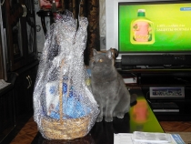 Поговорим о Кошках 18