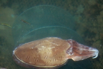 Вьетнам с севера на юг. Фотоотчет_1 часть. Ханой-Халонг-Хюэ