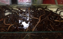 Мечты сбываются или небольшое путешествие: Паттайя-Ко-Чанг-Ко-Мак–Бангкок. Путевые заметки