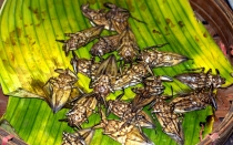 Мечты сбываются или небольшое путешествие: Паттайя-Ко-Чанг-Ко-Мак–Бангкок. Путевые заметки