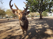 Ява - Бали - Гили, сентябрь 2012