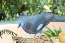 Куала-Лумпур - Флорес - Бали - Бангкок