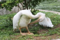 Куала-Лумпур - Флорес - Бали - Бангкок