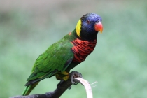 Куала-Лумпур - Флорес - Бали - Бангкок