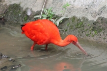 Куала-Лумпур - Флорес - Бали - Бангкок