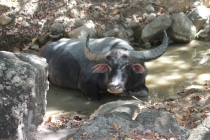 Куала-Лумпур - Флорес - Бали - Бангкок