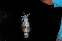 Куала-Лумпур - Флорес - Бали - Бангкок