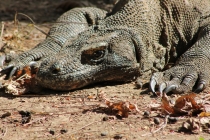 Куала-Лумпур - Флорес - Бали - Бангкок