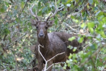 Куала-Лумпур - Флорес - Бали - Бангкок