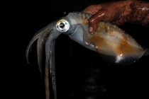 Куала-Лумпур - Флорес - Бали - Бангкок