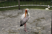 Малайзия-Сингапур. Ноябрь 2012г.