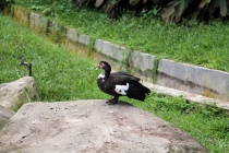 Малайзия-Сингапур. Ноябрь 2012г.