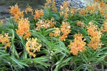 Малайзия-Сингапур. Ноябрь 2012г.