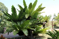 Малайзия-Сингапур. Ноябрь 2012г.