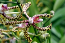 Малайзия-Сингапур. Ноябрь 2012г.