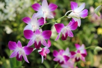 Малайзия-Сингапур. Ноябрь 2012г.