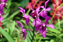 Малайзия-Сингапур. Ноябрь 2012г.