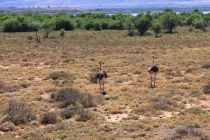 Пустыня Кару