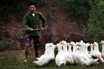 Вьетнам с Севера на Юг_2 часть_Фотоотчет_Хой Ан-Фукуок-Хошимин-Ханой