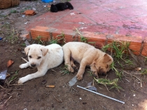 Вьетнам с Севера на Юг_2 часть_Фотоотчет_Хой Ан-Фукуок-Хошимин-Ханой