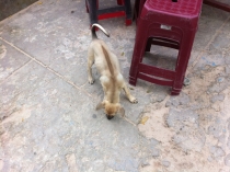 Вьетнам с Севера на Юг_2 часть_Фотоотчет_Хой Ан-Фукуок-Хошимин-Ханой