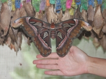 Куала-Лумпур - Флорес - Бали - Бангкок