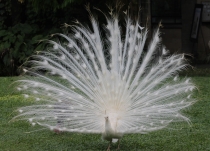 Куала-Лумпур - Флорес - Бали - Бангкок