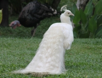 Куала-Лумпур - Флорес - Бали - Бангкок