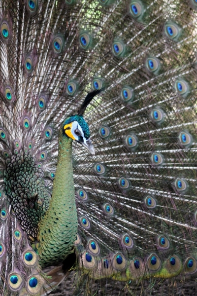 Куала-Лумпур - Флорес - Бали - Бангкок