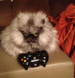 Поговорим о Кошках 19 Поговорим о Кошках 19