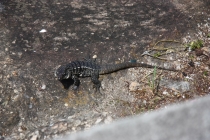 Рио-Игуасу ноябрь 2012