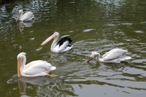 Малайзия-Сингапур. Ноябрь 2012г.