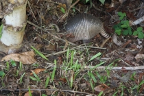 Рио-Игуасу ноябрь 2012