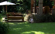 Мечты сбываются или небольшое путешествие: Паттайя-Ко-Чанг-Ко-Мак–Бангкок. Путевые заметки