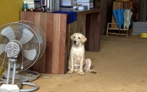 Мечты сбываются или небольшое путешествие: Паттайя-Ко-Чанг-Ко-Мак–Бангкок. Путевые заметки