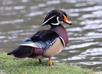 Куала-Лумпур - Флорес - Бали - Бангкок