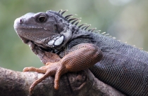 Куала-Лумпур - Флорес - Бали - Бангкок