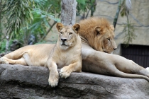 Куала-Лумпур - Флорес - Бали - Бангкок