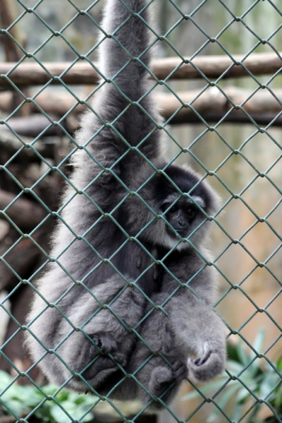 Куала-Лумпур - Флорес - Бали - Бангкок